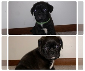 Buggs Puppy for sale in FREMONT, NE, USA