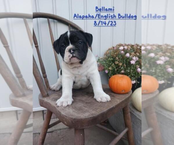 Medium Photo #1 Alapaha Blue Blood Bulldog-English Bulldog Mix Puppy For Sale in TOPEKA, IN, USA