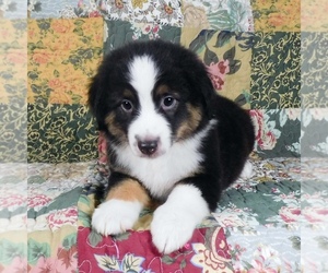 Miniature Australian Shepherd Puppy for sale in HARRISON, OH, USA