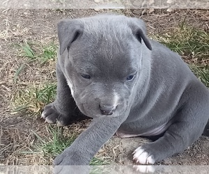 American Pit Bull Terrier Puppy for sale in DELAWARE, OH, USA