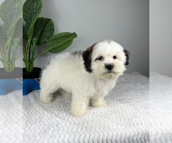 Medium Photo #3 Zuchon Puppy For Sale in FRANKLIN, IN, USA