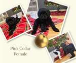 Puppy Pink Cockapoo