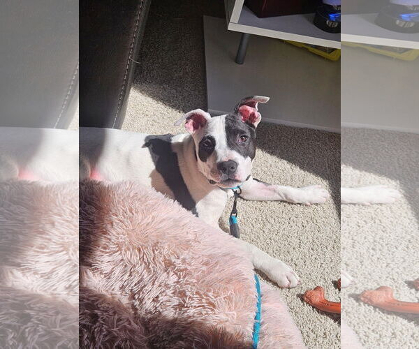 Medium Photo #36 American Pit Bull Terrier Puppy For Sale in Germantown, OH, USA