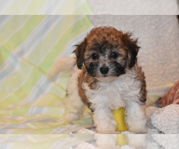 Medium Photo #3 Bichpoo Puppy For Sale in ELDORADO, OH, USA