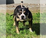 Small #2 Bulldog Mix