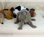 Puppy Sam AKC Weimaraner