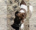Small Photo #8 German Shorthaired Pointer Puppy For Sale in WOODLAND PARK, CO, USA