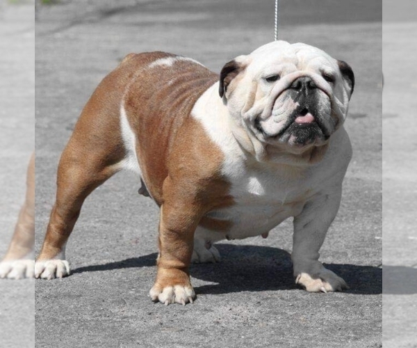 Medium Photo #1 English Bulldog Puppy For Sale in BROOKLYN, NY, USA