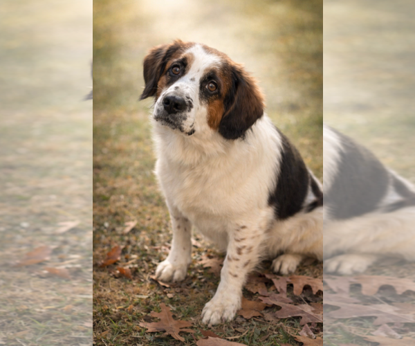 Medium Photo #1 Beagle-Unknown Mix Puppy For Sale in Rustburg, VA, USA