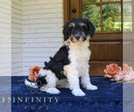 Small #1 Bernedoodle (Miniature)