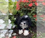 Small #3 Cavanese