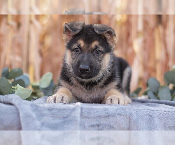 Medium Photo #6 German Shepherd Dog Puppy For Sale in FREDERICKSBURG, OH, USA