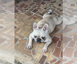 Small #13 French Bulldog