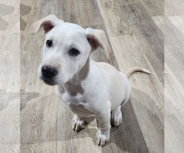 Medium Photo #3 Labrador Retriever-Unknown Mix Puppy For Sale in Marine City, MI, USA