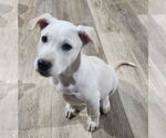 Small #2 Labrador Retriever Mix
