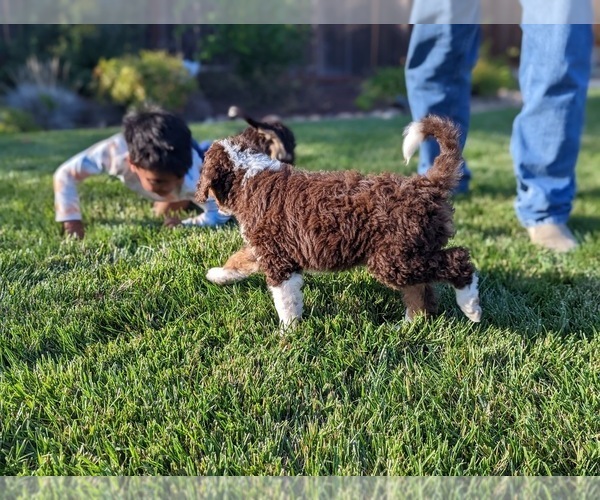 Medium Photo #9 Bernedoodle Puppy For Sale in STOCKTON, CA, USA