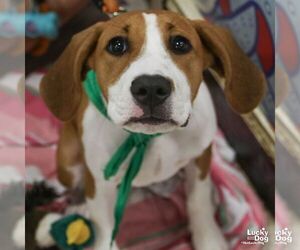Retriever -Unknown Mix Dogs for adoption in Washington, DC, USA