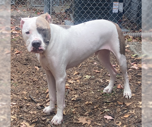 Medium Photo #3 American Staffordshire Terrier-Unknown Mix Puppy For Sale in Decatur, GA, USA