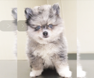 Pomeranian Puppy for sale in ORLANDO, FL, USA