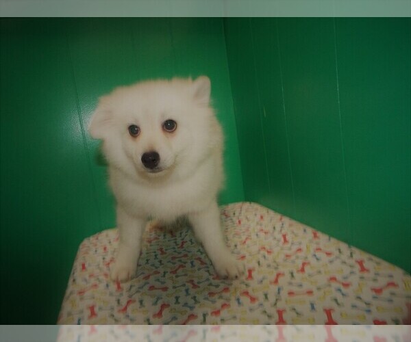 Medium Photo #2 Pomeranian Puppy For Sale in PATERSON, NJ, USA
