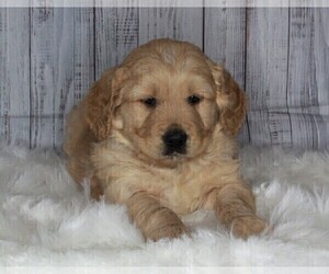 English Cream Golden Retriever-Goldendoodle Mix Puppy for sale in FREDERICKSBURG, OH, USA
