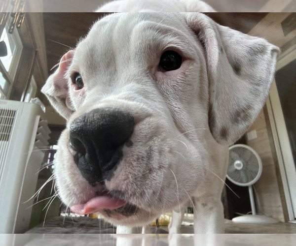 Medium Photo #9 Boxer Puppy For Sale in STRUM, WI, USA