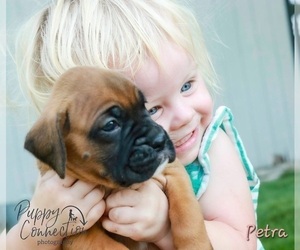 Boxer Puppy for sale in SHIPSHEWANA, IN, USA