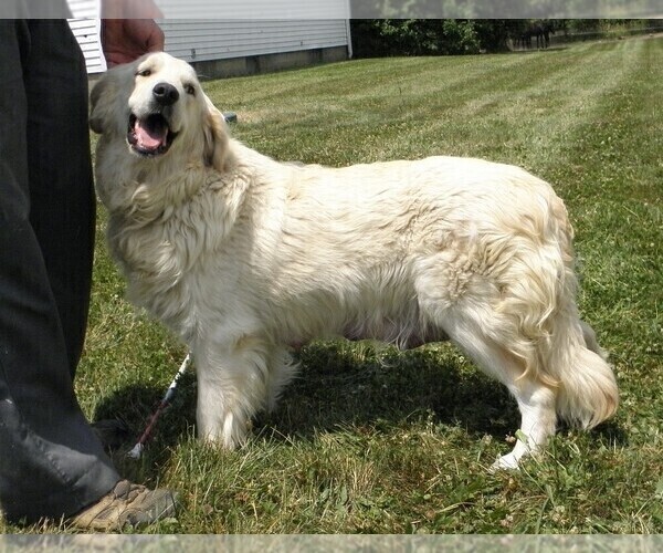Medium Photo #1 Goldendoodle Puppy For Sale in VERMONTVILLE, MI, USA