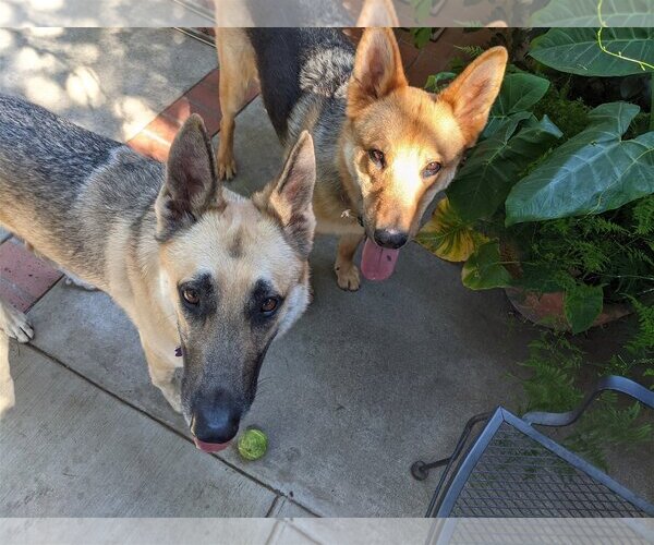 Medium Photo #3 German Shepherd Dog Puppy For Sale in Newport Beach, CA, USA