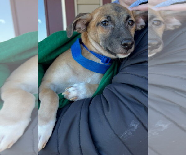 Medium Photo #3 Chihuahua-Unknown Mix Puppy For Sale in Grafton, WI, USA