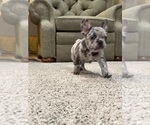 Small Photo #3 French Bulldog Puppy For Sale in BRUNSWICK, MO, USA