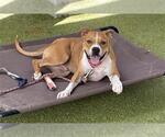 Small #1 American Staffordshire Terrier Mix