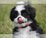 Small #4 Auss-Tzu