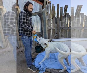 Lucky - Male Argentinian Mastiff-Unknown Mix Dog for Adoption - Photo #8