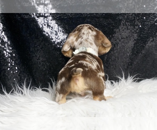 Medium Photo #6 Dachshund Puppy For Sale in WARSAW, IN, USA