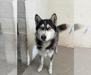 Siberian Husky Dogs for adoption in San Bernardino, CA, USA