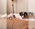 Small #1 Australian Shepherd Mix