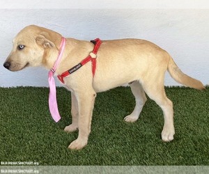 Paul - Male Siberian Husky-Unknown Mix Dog for Adoption - Photo #3