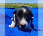 Puppy Giligan Border Collie