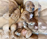Small #3 Goldendoodle