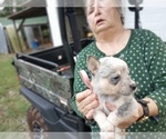 Puppy Pink Australian Cattle Dog