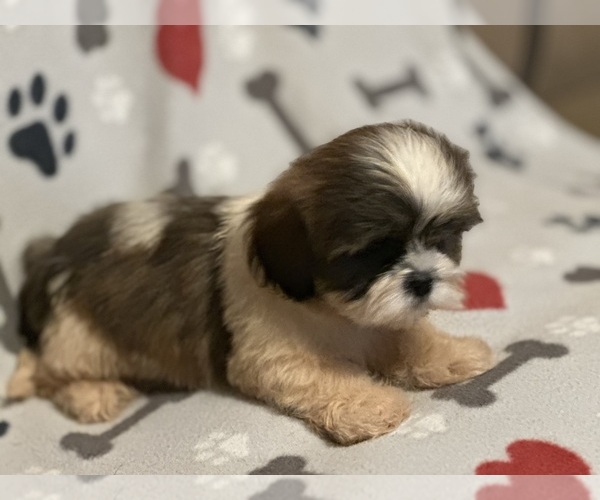 Medium Photo #3 Shih Tzu Puppy For Sale in LITHONIA, GA, USA