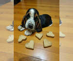 Small #1 Basset Hound
