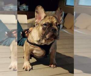 French Bulldog Puppy for sale in SACRAMENTO, CA, USA