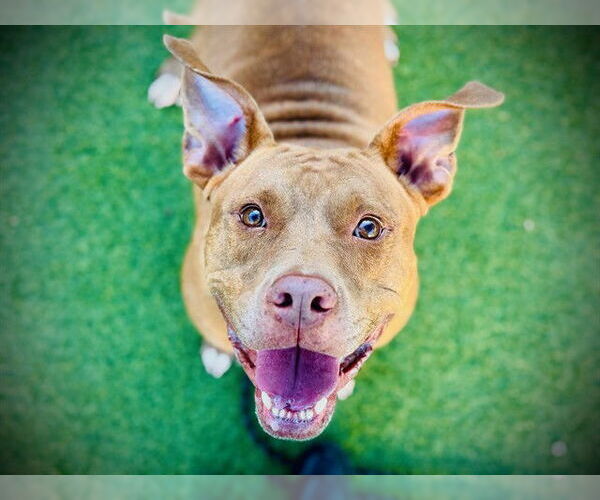 Medium Photo #3 American Pit Bull Terrier Puppy For Sale in Orlando, FL, USA