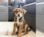 Small #2 Mutt