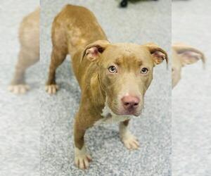 American Pit Bull Terrier Dogs for adoption in Westminster, MD, USA