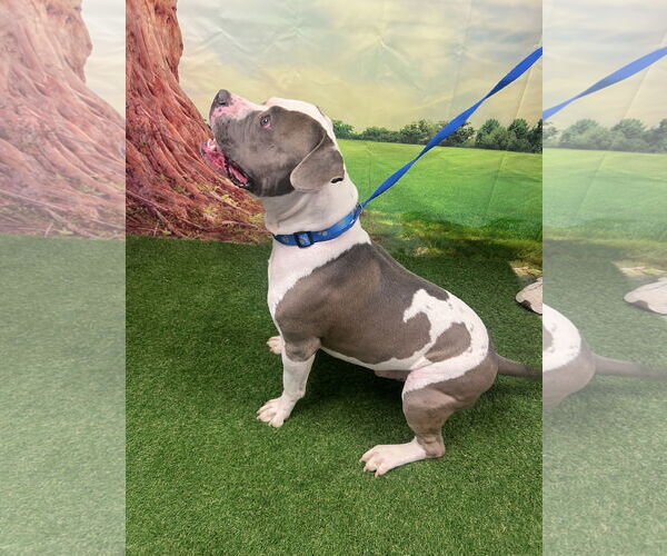 Medium Photo #3 American Staffordshire Terrier-Unknown Mix Puppy For Sale in Euless, TX, USA
