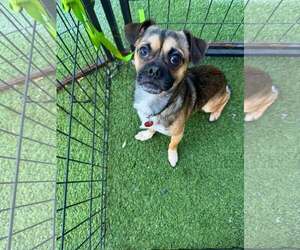 Chug Dogs for adoption in Tempe , AZ, USA