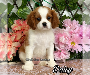 Cavalier King Charles Spaniel Puppy for sale in MIAMI, FL, USA